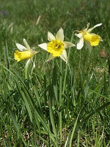 300px-Narcissus_pseudonarcissus_030405.jpg