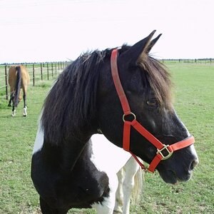 Pferd 008